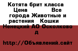 Котята брит класса › Цена ­ 20 000 - Все города Животные и растения » Кошки   . Ненецкий АО,Осколково д.